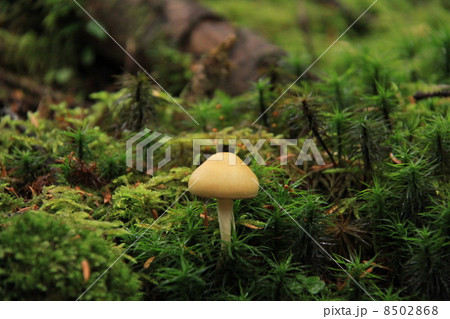 クリフウセンタケ 8502868