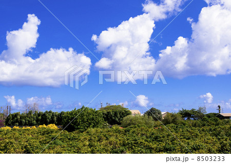 カウアイコーヒー農園 カウアイコーヒー農園 8503233