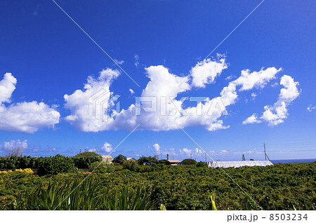 カウアイコーヒー農園 8503234