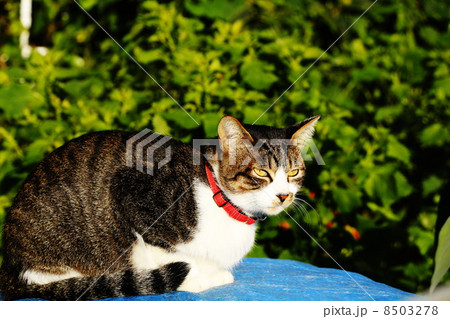 猫 猫 8503278
