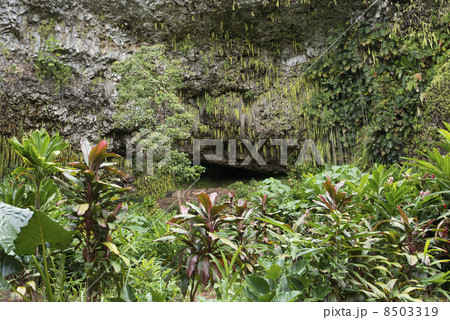 シダの洞窟 8503319