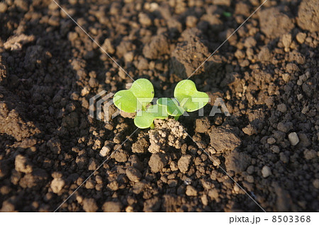 カブの発芽 8503368