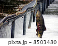 鮭の遡上 8503480