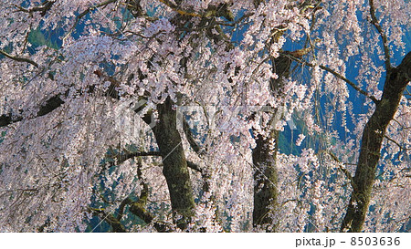 枝垂れ桜 8503636