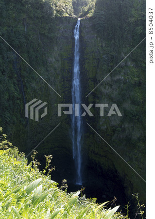 ハワイ島のアカカ滝 8504037