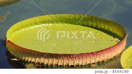 オオオニバス 8504190