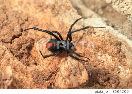 セアカゴケグモ セアカゴケグモ 8504209