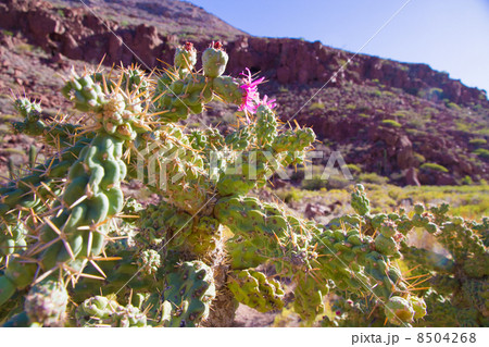 バハカルフォルニア エスピリトゥサント島の風景 バハカルフォルニア エスピリトゥサント島の風景 8504268