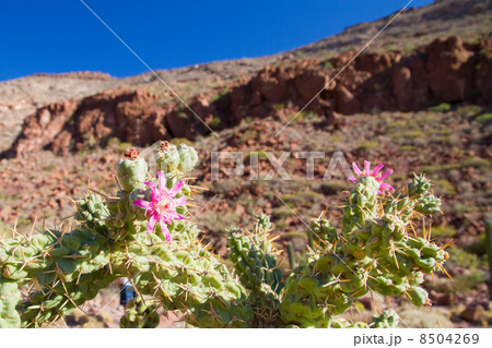 バハカルフォルニア　エスピリトゥサント島の風景 8504269