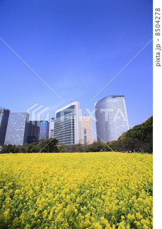 東京都・都会のオアシス春の浜離宮恩賜庭園 8504278