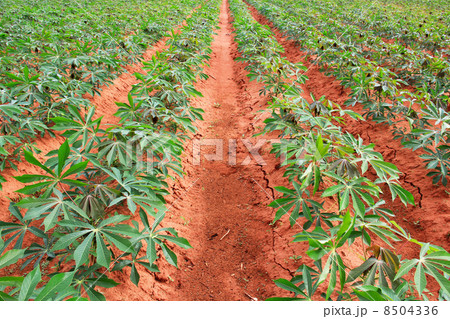 cassava cassava 8504336