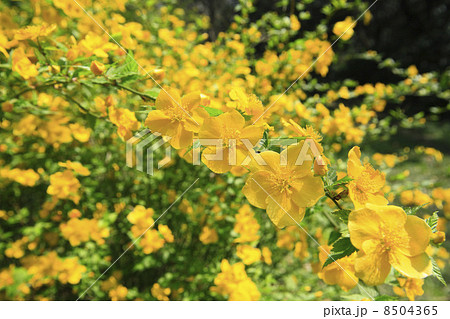 ヤマブキの花 8504365