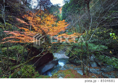 西沢渓谷 紅葉 西沢渓谷 紅葉 8504681