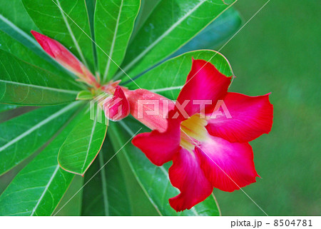 花 アデニウム 植物 の写真素材
