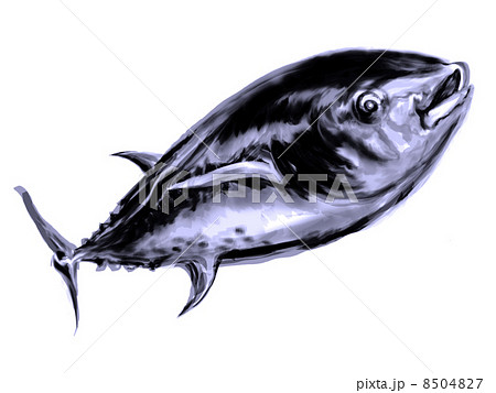 クロマグロ(本マグロ) クロマグロ(本マグロ) 8504827