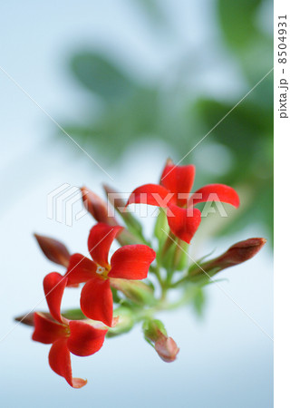 赤いカランコエ 8504931