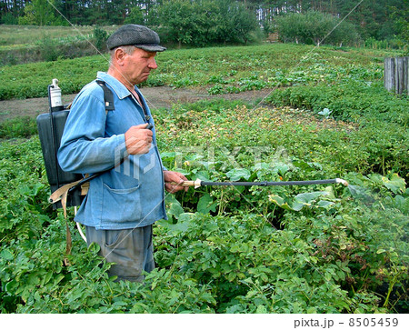 Chemical processing of a potato Chemical processing of a potato 8505459