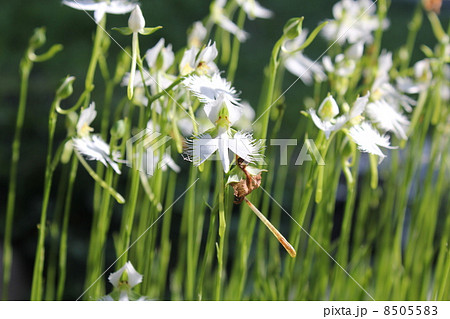 サギ草 鷺草 サギ草 鷺草 8505583
