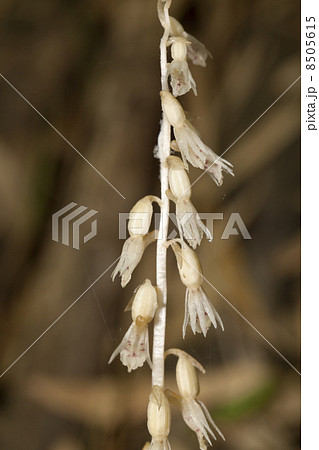 タシロラン 8505615