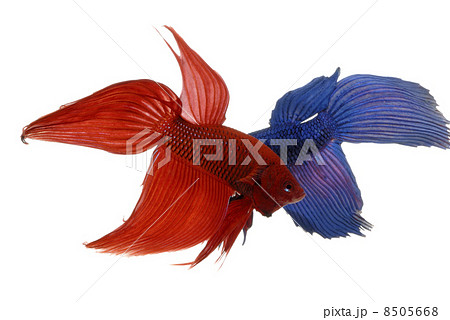 闘争するベタ 8505668