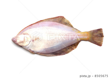 マガレイ 8505675