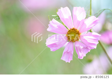 独特な花形のコスモス 独特な花形のコスモス 8506125