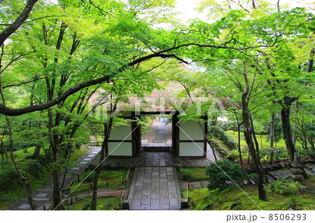 常寂光寺　仁王門 8506293