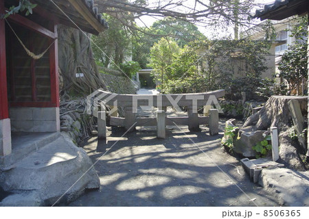 鹿児島県　桜島の埋没鳥居 8506365