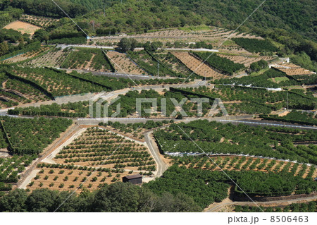 みかん畑 8506463