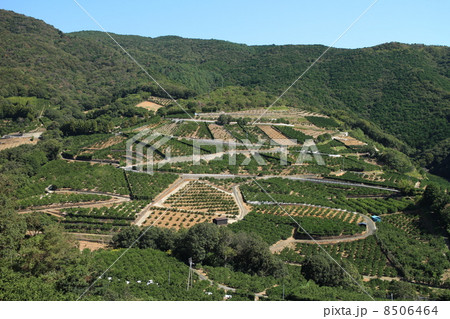 みかん畑 8506464