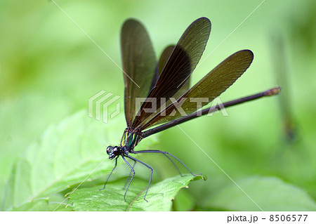 ハグロトンボ 8506577