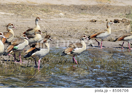 43084　水鳥　チョベ国立公園 8506706