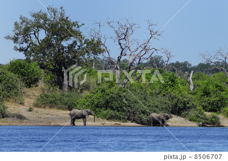 43085　象　チョベ国立公園 8506707