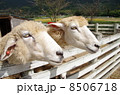 羊 8506718