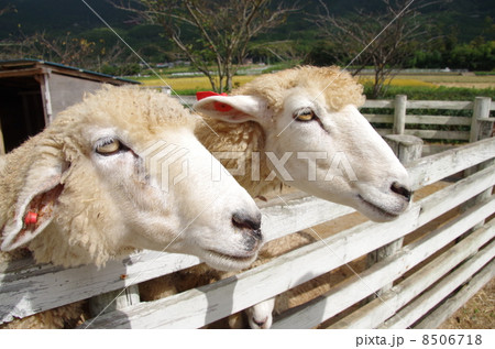 羊 8506718
