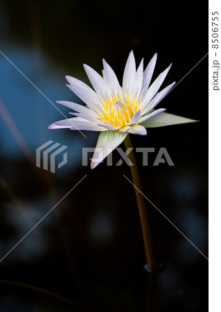 スイレン スイレン 8506755