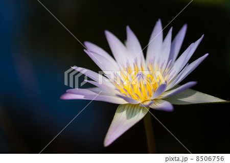 スイレン 8506756