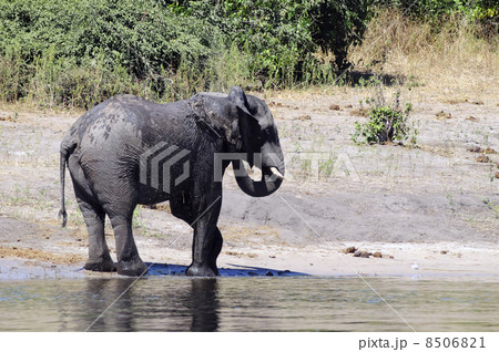 43090　象　チョベ国立公園 8506821