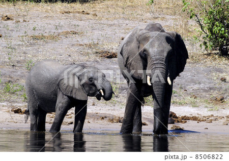 43091　象　チョベ国立公園 8506822