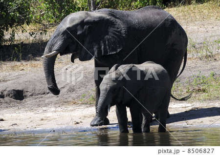 43096 象 チョベ国立公園 43096 象 チョベ国立公園 8506827