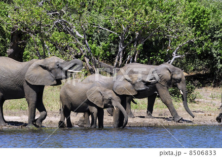 43102　象　チョベ国立公園 8506833