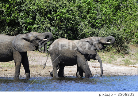 43104　象　チョベ国立公園　 8506835