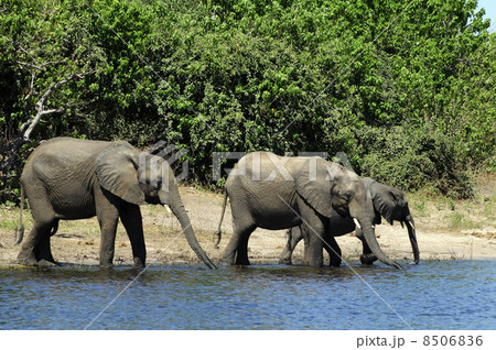 43105　象　チョベ国立公園 8506836