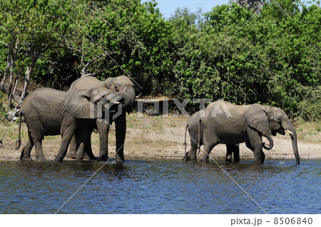 43109　象　チョベ国立公園 8506840