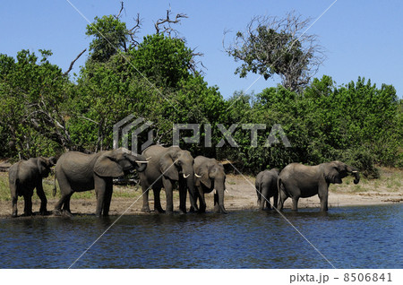43110　象　チョベ国立公園 8506841