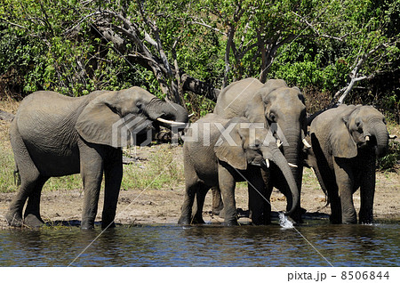 43113　象　チョベ国立公園 8506844