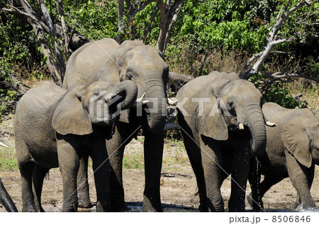 43115　象　チョベ国立公園 8506846