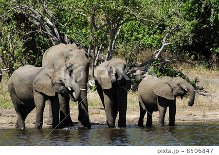 43116　象　チョベ国立公園 8506847