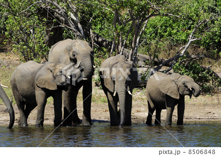 43117　象　チョベ国立公園 8506848