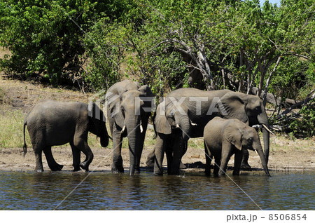 43123　象　チョベ国立公園 8506854